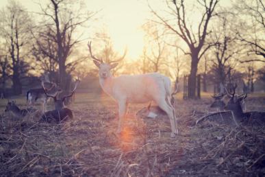 three line tales week 35; deer at sunset
