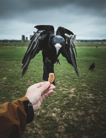 three line tales week 91: a raven at Stonehenge for Halloween