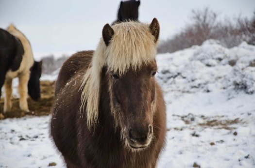 three line tales week 96: an Iceland pony in the snow