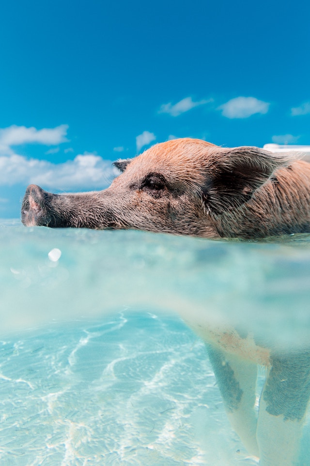 three line tales, week 199: a pig swimming in the ocean
