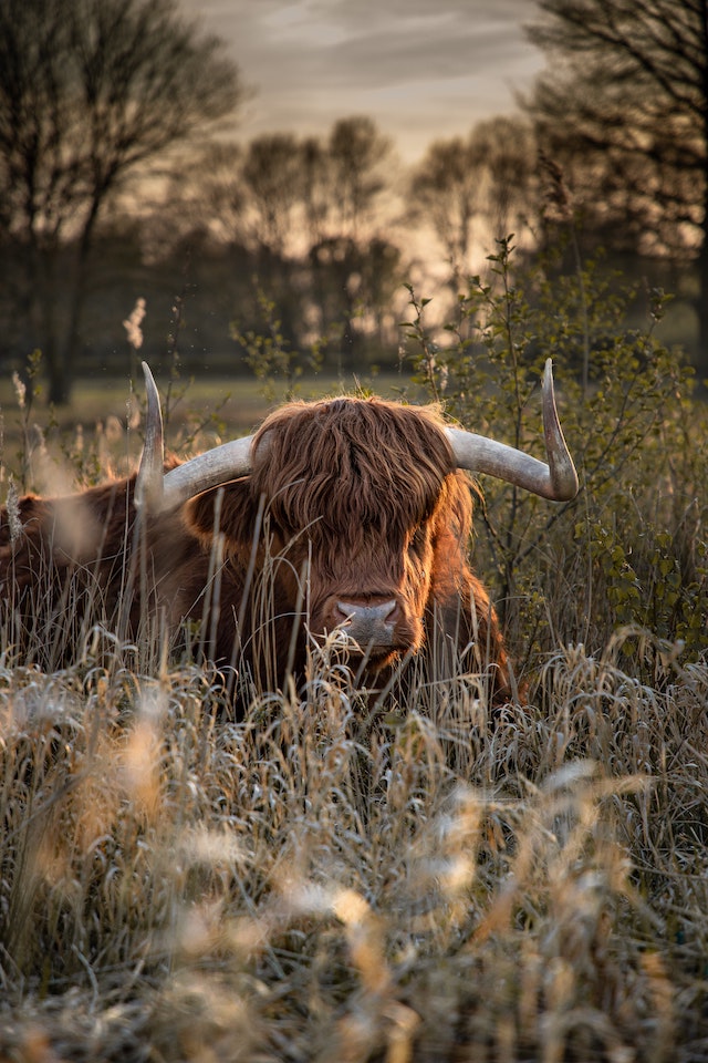three line tales, week 256: a Highland cow in tall grass